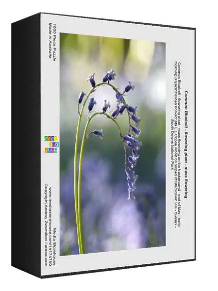 Common Bluebell - flowering plant - mass flowering