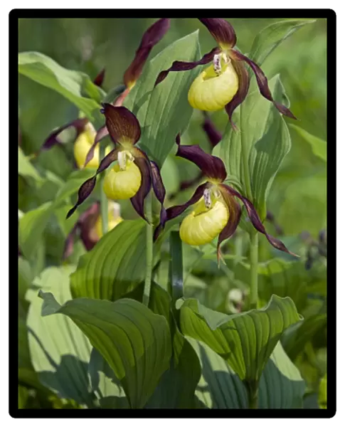 Ladys - slipper Orchid - flowering wild - plants