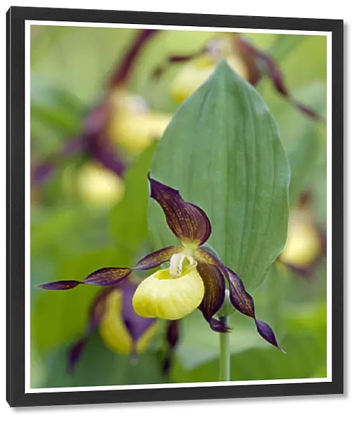 Lady Slipper Orchid - flowering wild plant