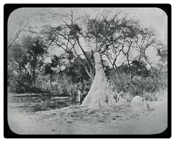 Zimbabwe (Rhodesia) - Ant hill