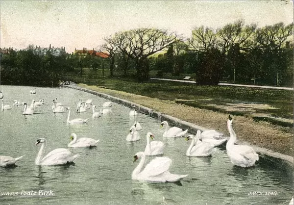 The Swans, Poole Park, Dorset