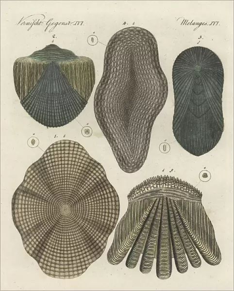 Fish scales of cod, gudgeon, tench, eel and perch