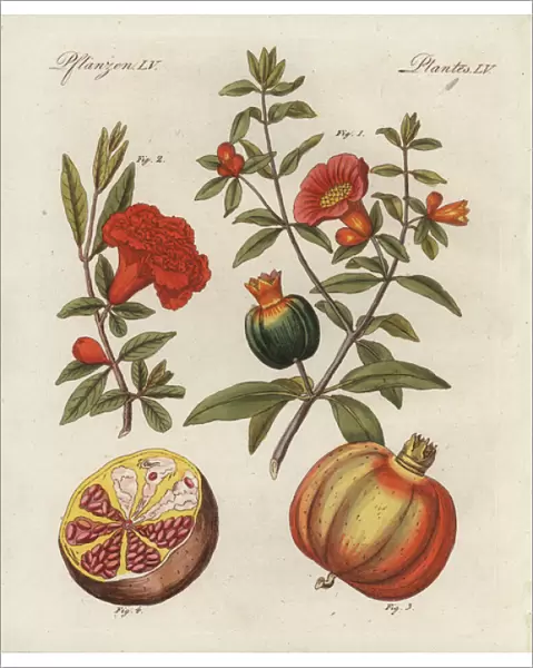 Pomegranate, Punica granatum, fruit