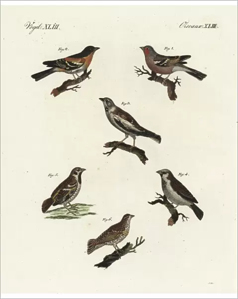 Chaffinch, brambling, white-winged snowfinch, and sparrows