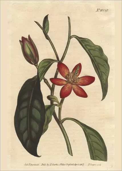 Brown-stalked magnolia with scarlet and orange
