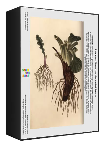 Plant roots: fibrous root of groundsel Senecio