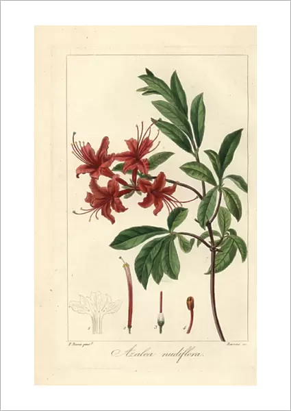 Pink azalea, Rhododendron nudiflorum
