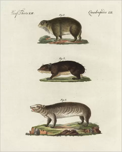 Cape hyrax, coney, and groundhog