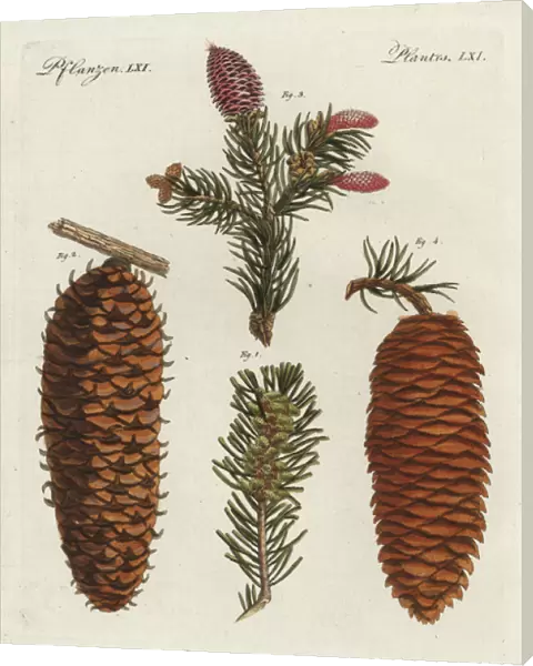 White spruce tree, Picea glauca, and Norway
