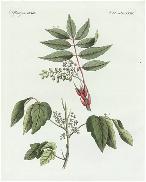Poison ivy, Toxicodendron radicans, and poison