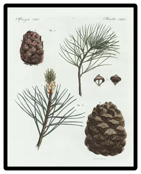 Swiss pine or arolla pine, Pinus cembra