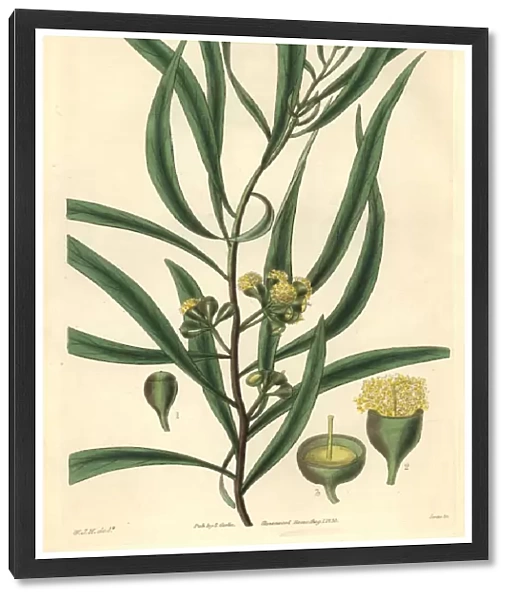 Almond-leaved eucalyptus or black peppermint