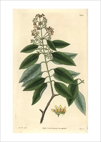 Sandalwood, Santalum album, from Curtiss Botanical