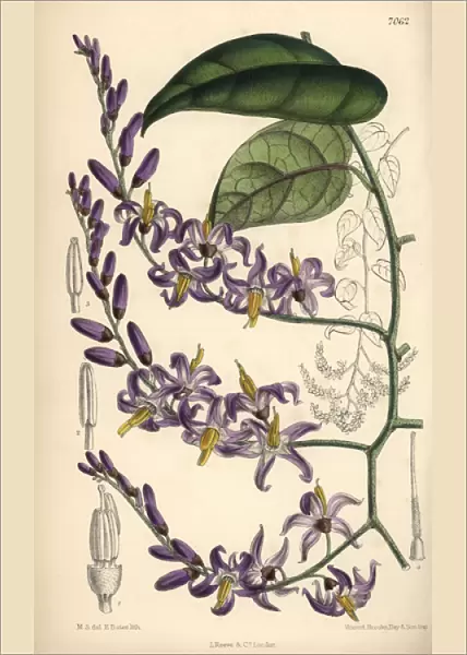 Solanum pensile, purple flower native to South America