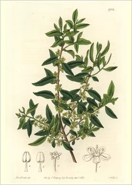 Mayten tree, Maytenus boaria
