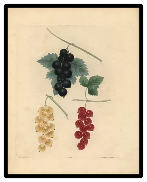 Blackcurrant, Dutch redcurrant and white currant