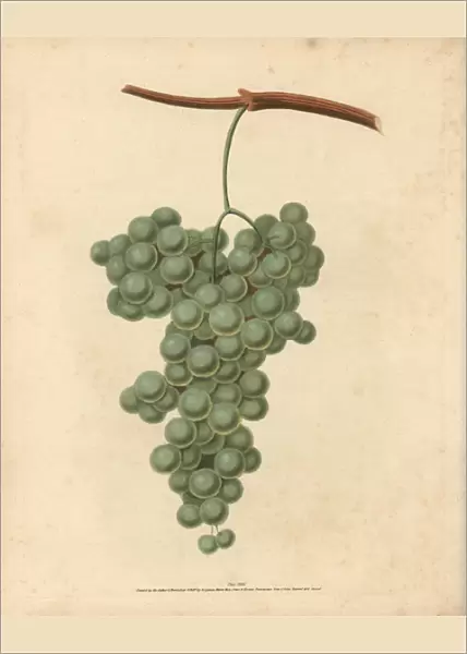 White Frontiniac grape, Vitis vinifera