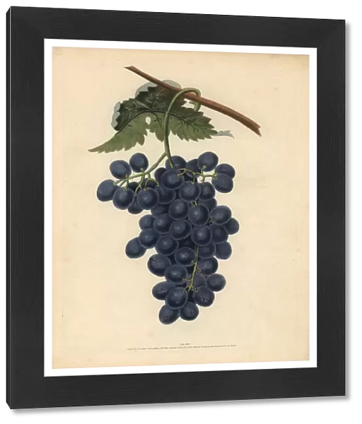Raisin de Calmes grape, Vitis vinifera