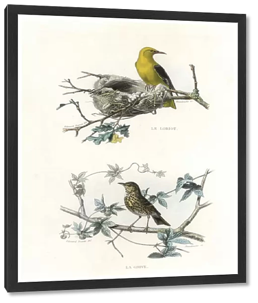Golden oriole and song thrush