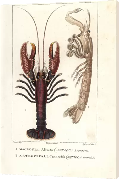 Spiny lobster, Panulirus homarus, and mantis