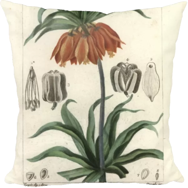 Crown imperial, Fritillaria imperialis