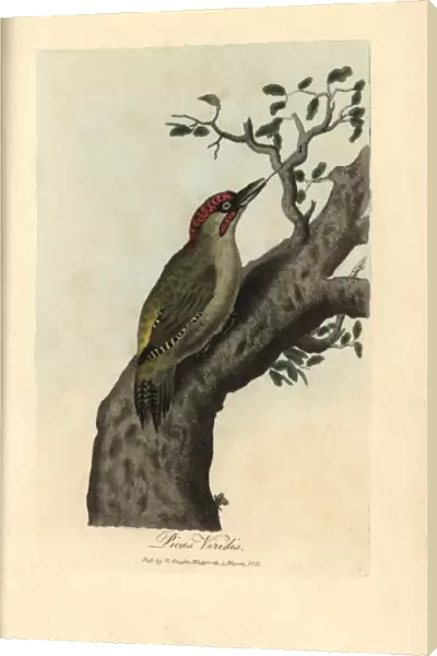 Green woodpecker, Picus viridis