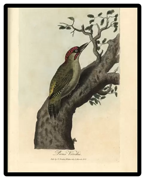 Green woodpecker, Picus viridis