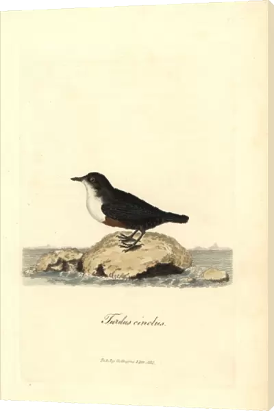 White-throated dipper or water ouzel, Cinclus cinclus