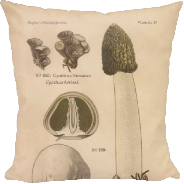 Poisonous stinkhorn mushroom, Phallus impudicus