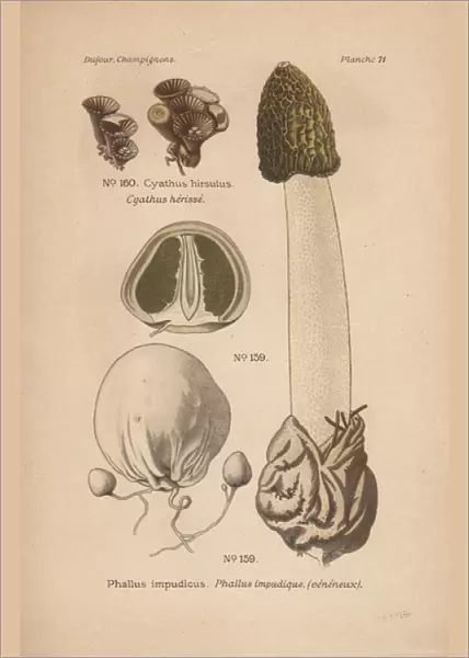 Poisonous stinkhorn mushroom, Phallus impudicus