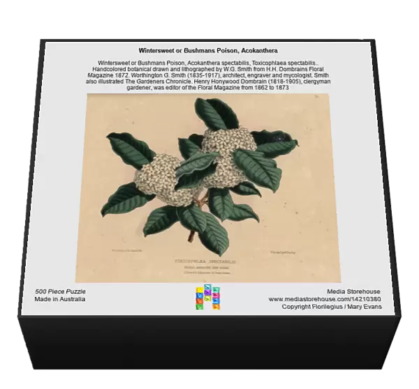 Wintersweet or Bushmans Poison, Acokanthera