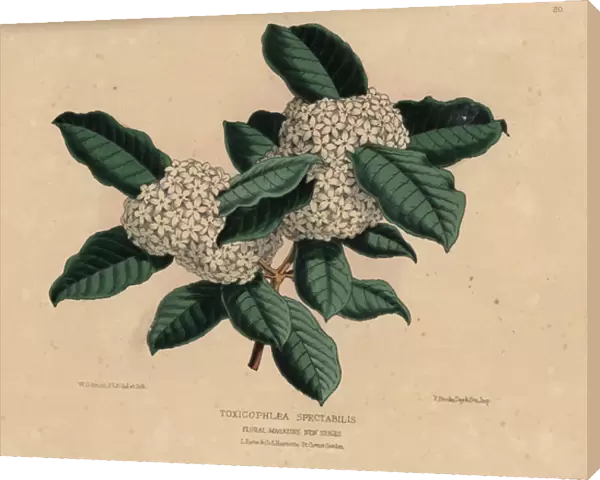 Wintersweet or Bushmans Poison, Acokanthera