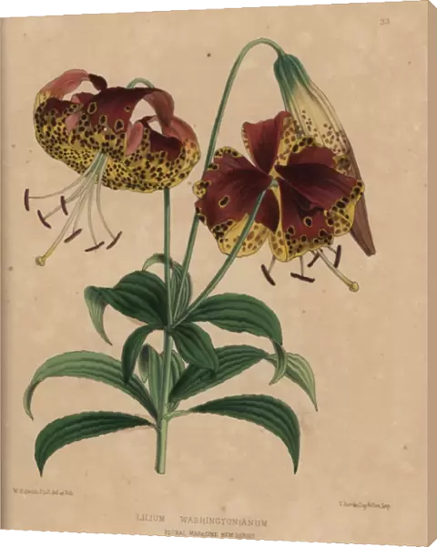 Crimson and yellow lily, Lilium washingtonianum