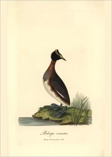 Horned or Slavonian grebe, Podiceps auritus