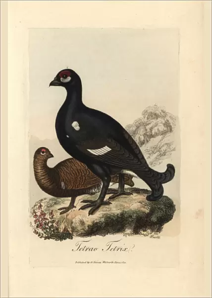 Black grouse or blackgame bird, Tetrao tetrix