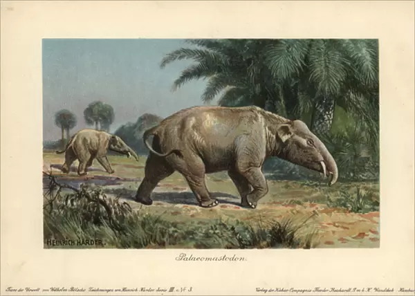 Palaeomastodon, believed to be the ancestors