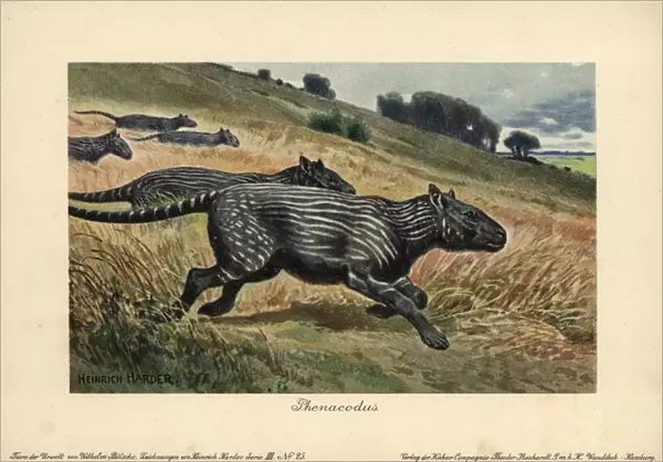 Phenacodus, extinct genus of ungulate mammals