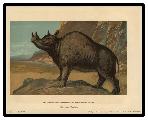 Brontops robustus, extinct genus of rhinoceros-like
