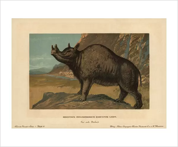 Brontops robustus, extinct genus of rhinoceros-like