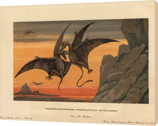 Pterodactylus, extinct genus of pterosaurs