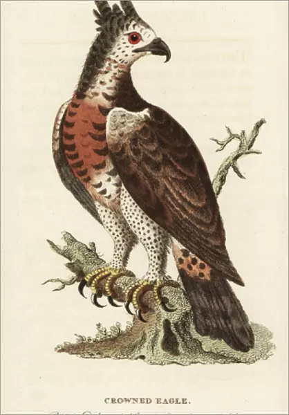 Crowned eagle, Stephanoaetus coronatus