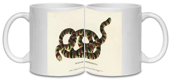 Coral snake, Micrurus surinamensis