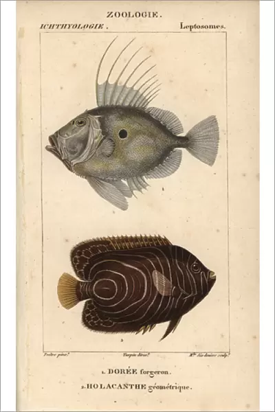 John dory, Zeus faber, and emperor angelfish