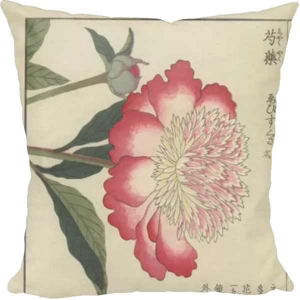 Single, large peony flower with pink and white