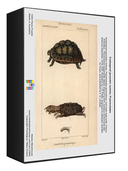 Endangered geometric tortoise, Psammobates