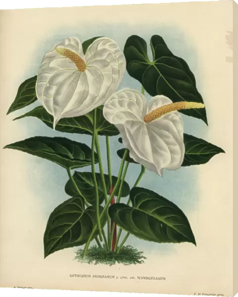 White flamingo flower or anthurium lily, Anthurium