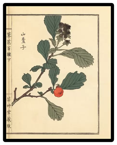 Sanzashi or Japanese hawthorn, Crataegus cuneata