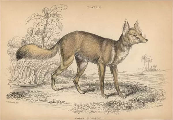 Corsac fox, Vulpes corsac