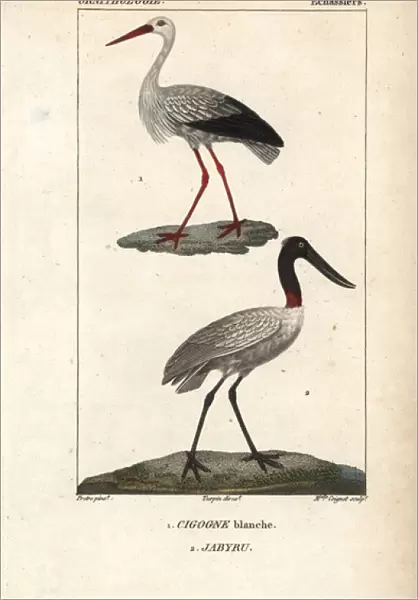 White stork, Ciconia ciconia, and jabiru, Jabiru mycteria