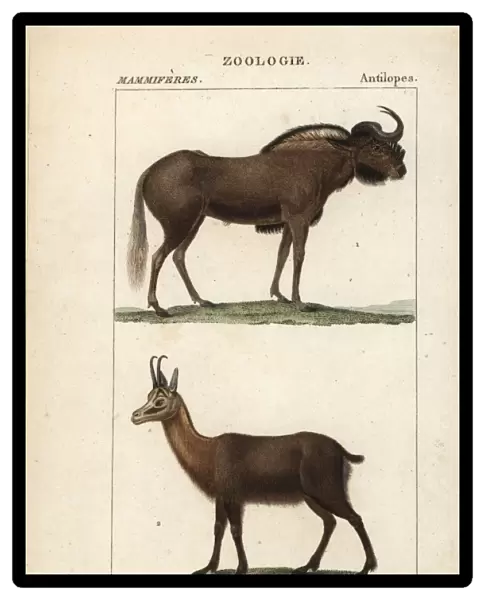 White-tailed gnu, Connochaetes gnou, and Pyrenean